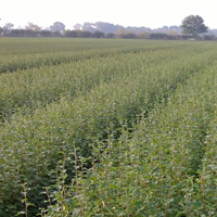 J&A Growers 