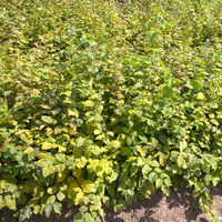 J&A Growers 