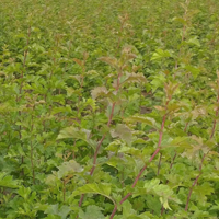 J&A Growers 
