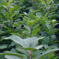 J&A Growers 