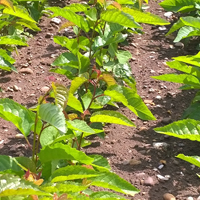 J&A Growers 