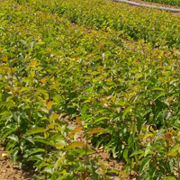 J&A Growers 