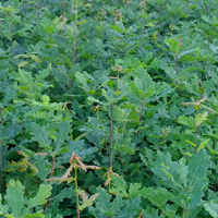 J&A Growers 