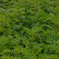 J&A Growers 