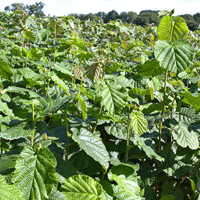 J&A Growers 