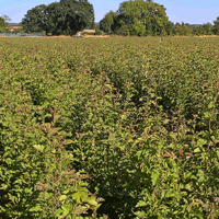 J&A Growers 