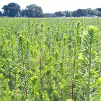 J&A Growers 
