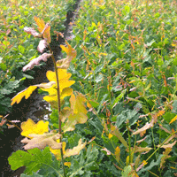 J&A Growers 