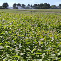 J&A Growers 